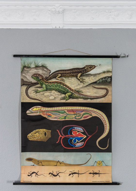 Image 1 of Originele schoolmuurkaart uit 1962 van de zandhagedis, Jung Koch Quentell biologie leskaart oprolkaart vintage