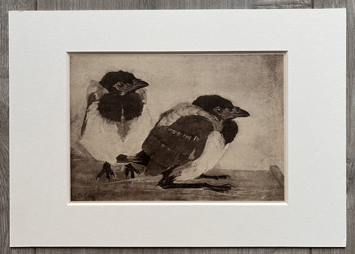 Jan Mankes 1889-1920 / Héliogravure originale 2 jeunes pies 1923