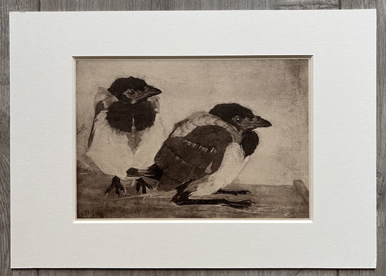 Image 1 of Jan Mankes 1889-1920 / Original Heliogravüre 2 junge Elstern 1923