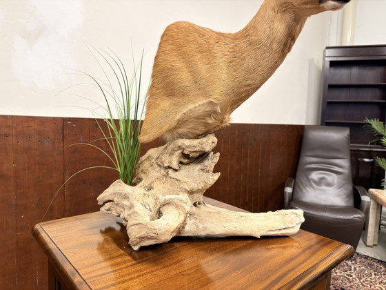 Capriolo impagliato su Legno – Oggetti decorativi, Altro (photo 7 of 8)