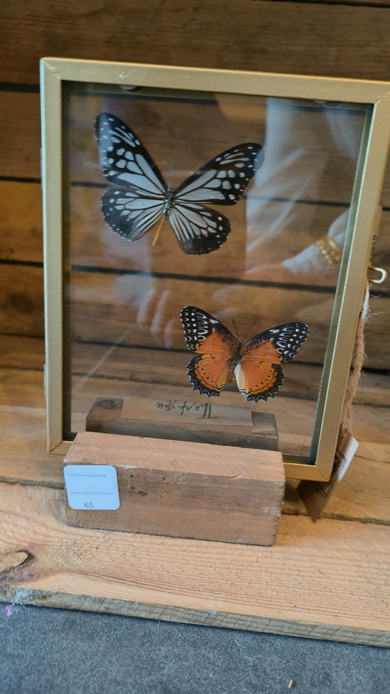 Image 1 of Cornice color oro (incastonata in un supporto di legno) con due farfalle conservate (tassidermia)
