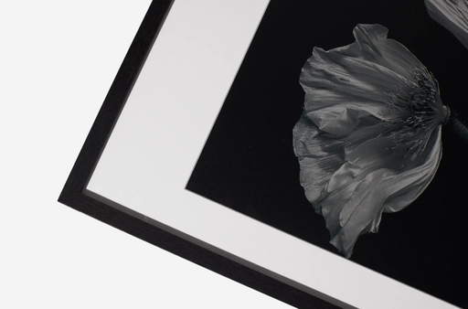 Boconcept - Fauna 2 Art Gallery