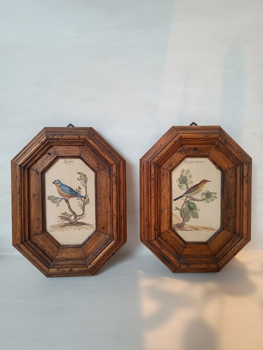 Exposition italienne d'une fauvette mélodieuse et d'un serin d'Europe.