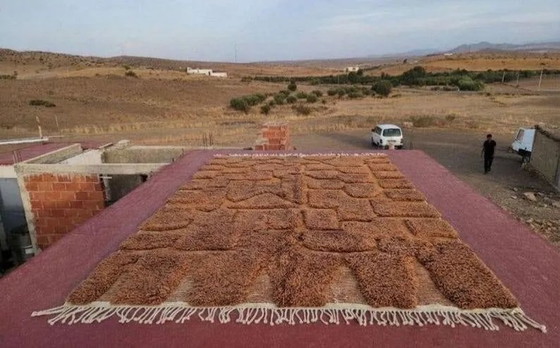 Moroccan Berber rug camel terracotta 300x200 cm – geometric pattern – Rugs & carpets, Wool, Cotton, Bohemian (photo 3 of 8)