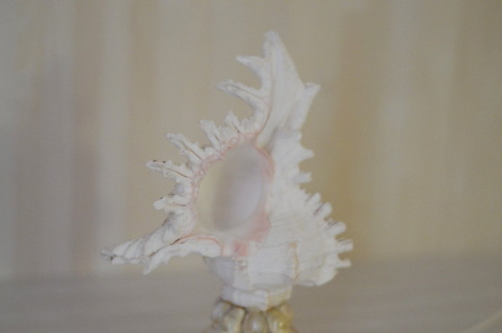 Image 1 of Shell lamp