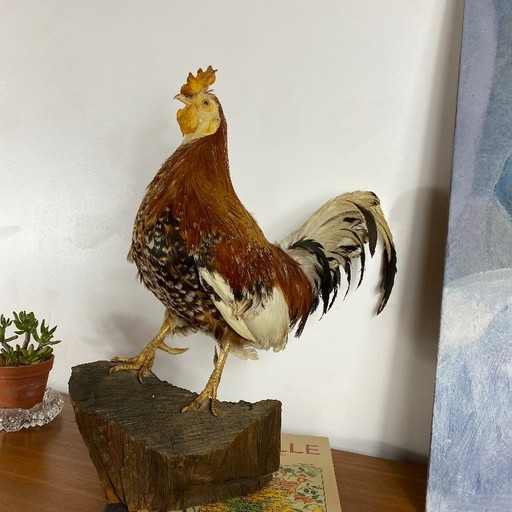Gallo imbalsamato, tassidermia, imbalsamato, oggetto da collezione, curiosità – decoratieve objecten, Other (photo 2 of 9)