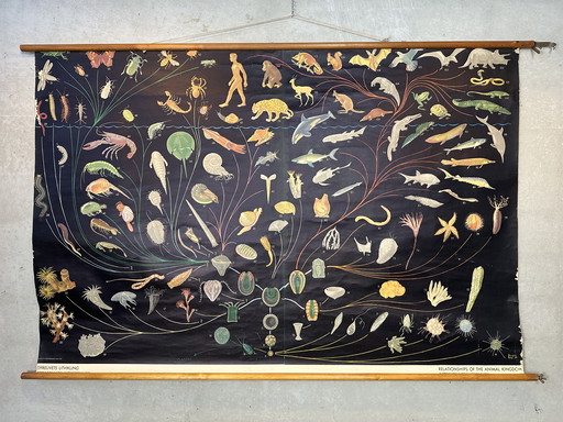 XL Vintage Linen School Map ‘Relationships of the Animal Kingdom’