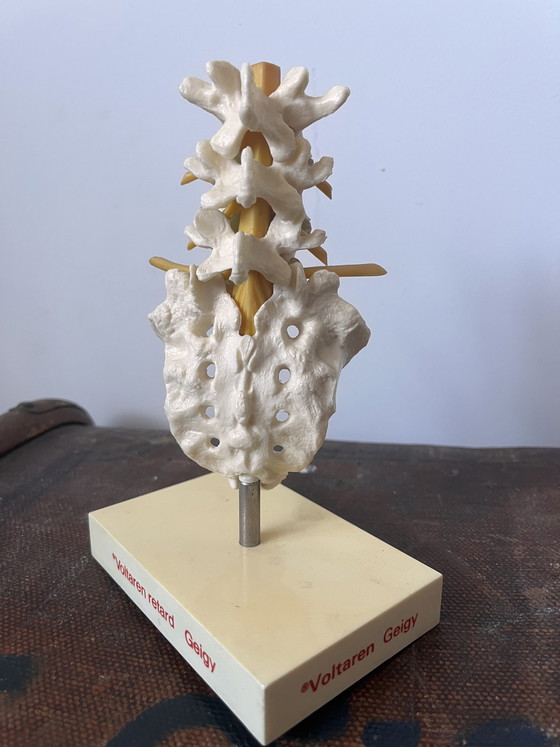 Image 1 of Anatomical decoration x 5