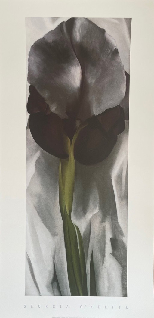 Georgia O'Keeffe (1887–1986), Dunkle Iris I, 1927, Copyright 1999– G. O'Keeffe/SOFAM Belgique editions Pierre D' Harville, Druck