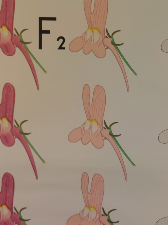 Image 1 of Vintage linen roll-up map, teaching aid for biology, cryptomeria, heredity