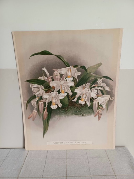 Original Chromolithography 'Reichenbachia' 1888 – H.G. Moon