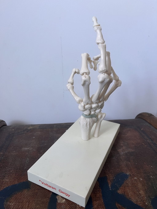 Anatomical decoration x 5