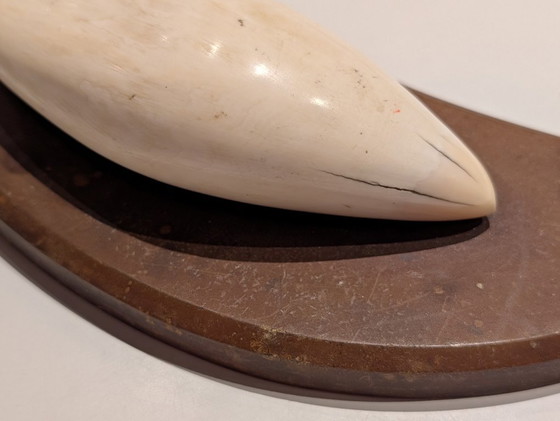 Image 1 of Dent de cachalot ancienne