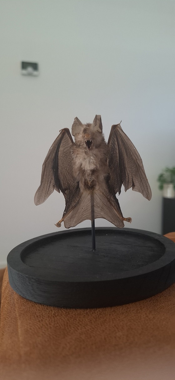 Image 1 of Tassidermia di pipistrello Vesper dipinto d'epoca - Nuovo assemblaggio
