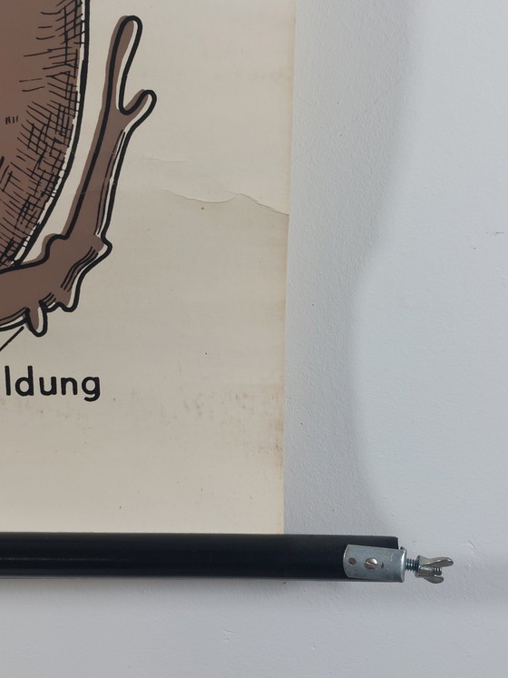 Image 1 of Vintage roll-up map, teaching aid, biology, nightshade plant, wall map