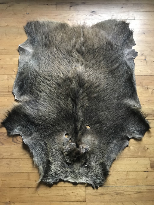 Wild boar Coat