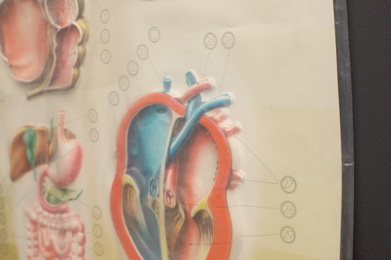 Image 1 of 3D - Reliefposters Nova Rico Florence Italy Scientific - Man - Organs