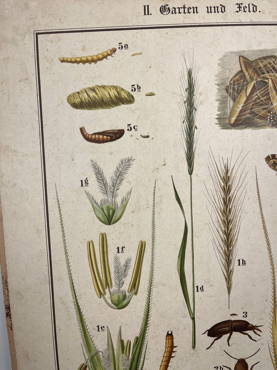 Image 1 of Pannello didattico, pannello scolastico, pannello espositivo, litografia, probabilmente intorno al 1900 - 64 cm