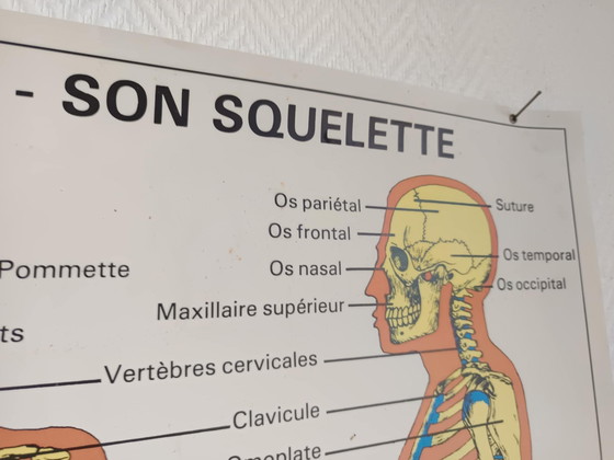 Image 1 of Vintage educatieve poster "De mens en zijn skelet