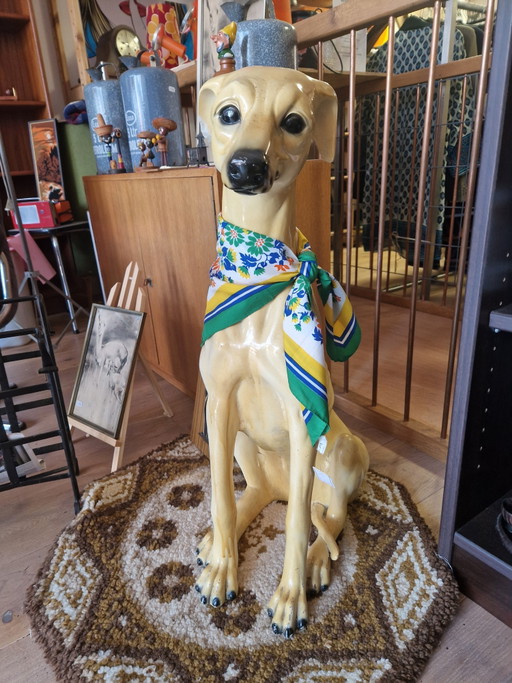 Bassano Greyhound