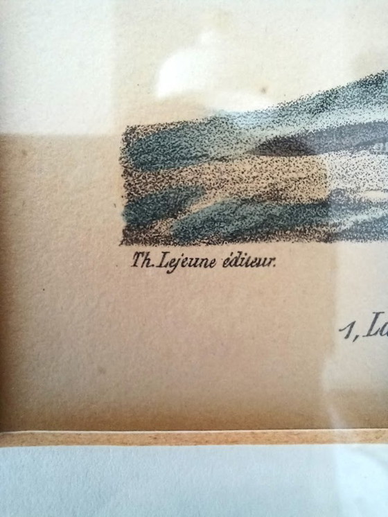 Image 1 of Twee handgekleurde Brusselse ornithologische lithografieën (ca. 1828–1833) – Burggraaff, Lejeune – Pl. 1 en Pl. 19