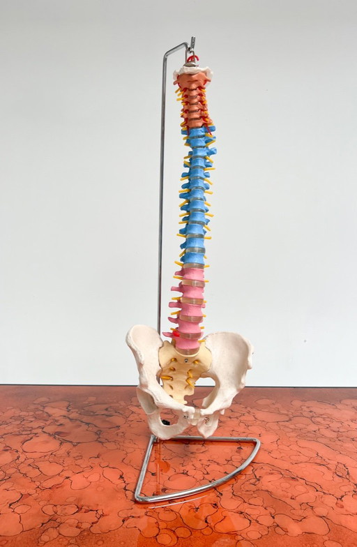 Anatomisch model van wervelkolom uit Italië