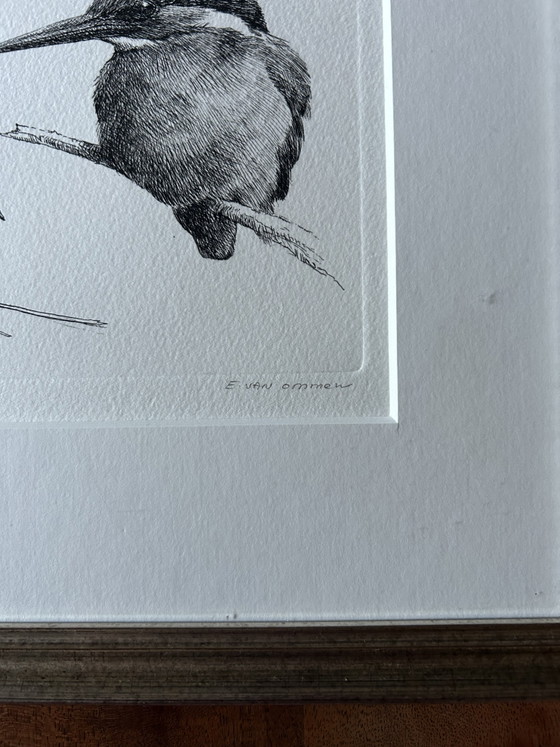 Image 1 of Kingfisher E van Ommen