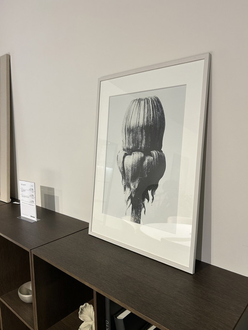 Boconcept - Common Dandelion Art Gallery