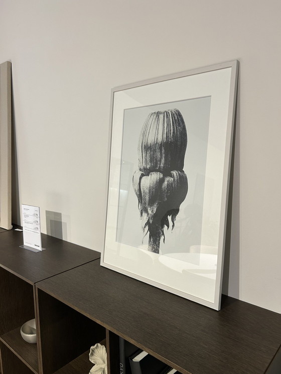 Image 1 of Boconcept - Common Dandelion Art Gallery