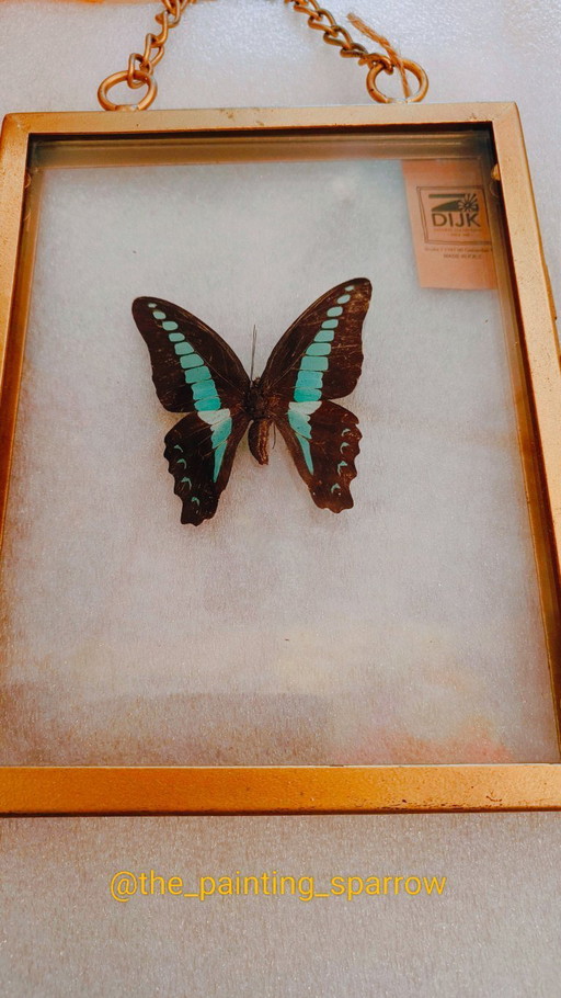 Goudkleurige kader met opgezette vlinder (taxidermie)