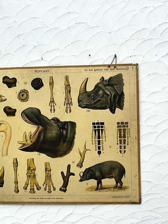 Lámina escolar J.B. Wolters Animales Salvajes y Anatomía, Decoración de pared, Papel, Multicolor (foto 2 de 17)