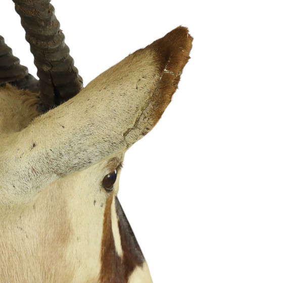 Image 1 of Taxidermie de l'antilope Oryx montée Gemsbok