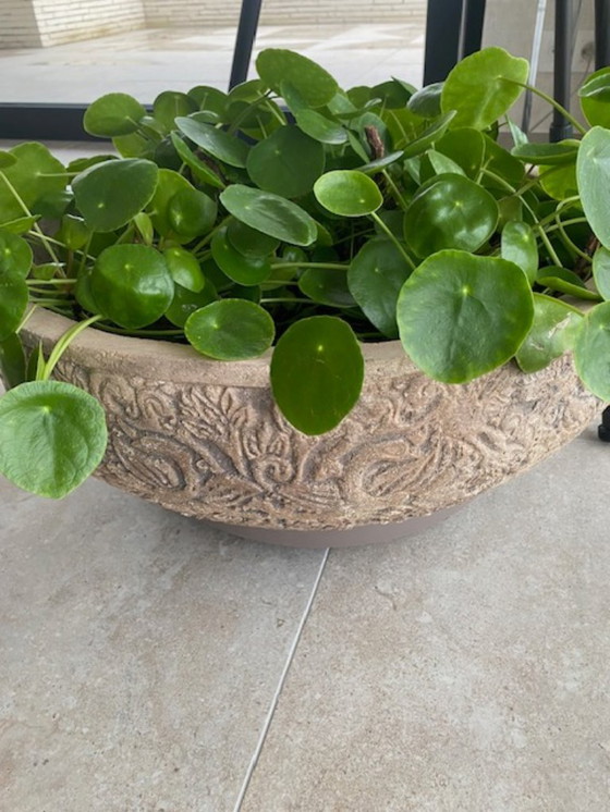 Image 1 of Maceta grande de color beige con planta de panqueque