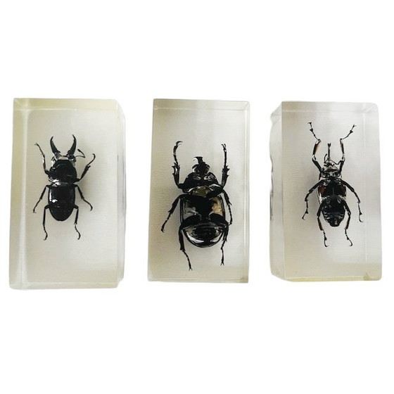 Image 1 of Resin insect set neushoornkever vliegend hert bamboe snuit kever presse-papier 1980's