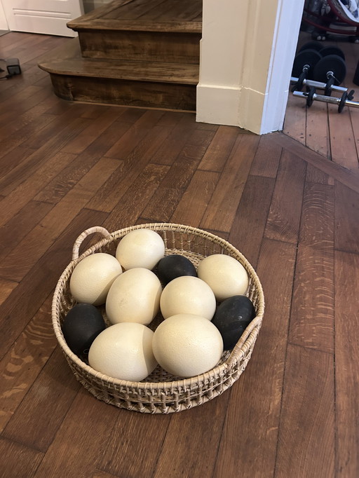 10 perfect ostrich eggs 7 xl white, 3 l black