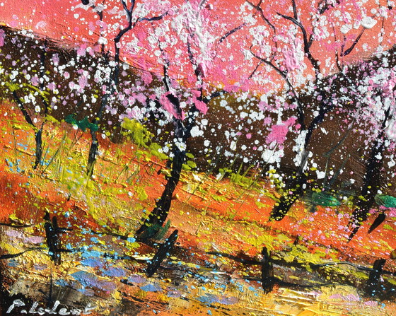 Image 1 of Blühende Kirschbäume