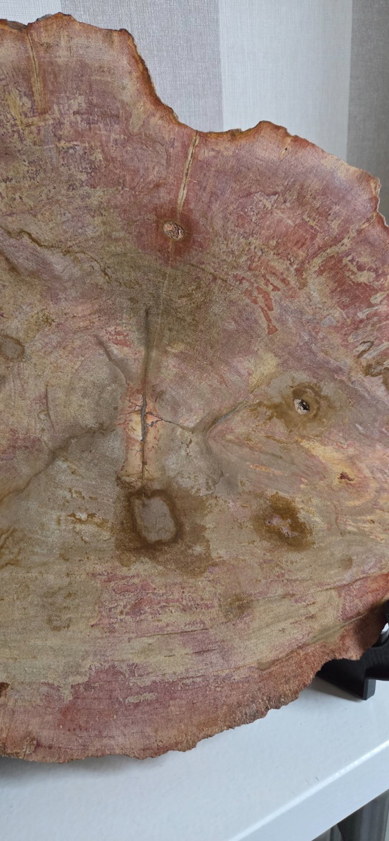 Image 1 of Versteinerter Holzbecher oder -scheibe (Ref. 4058 pers)