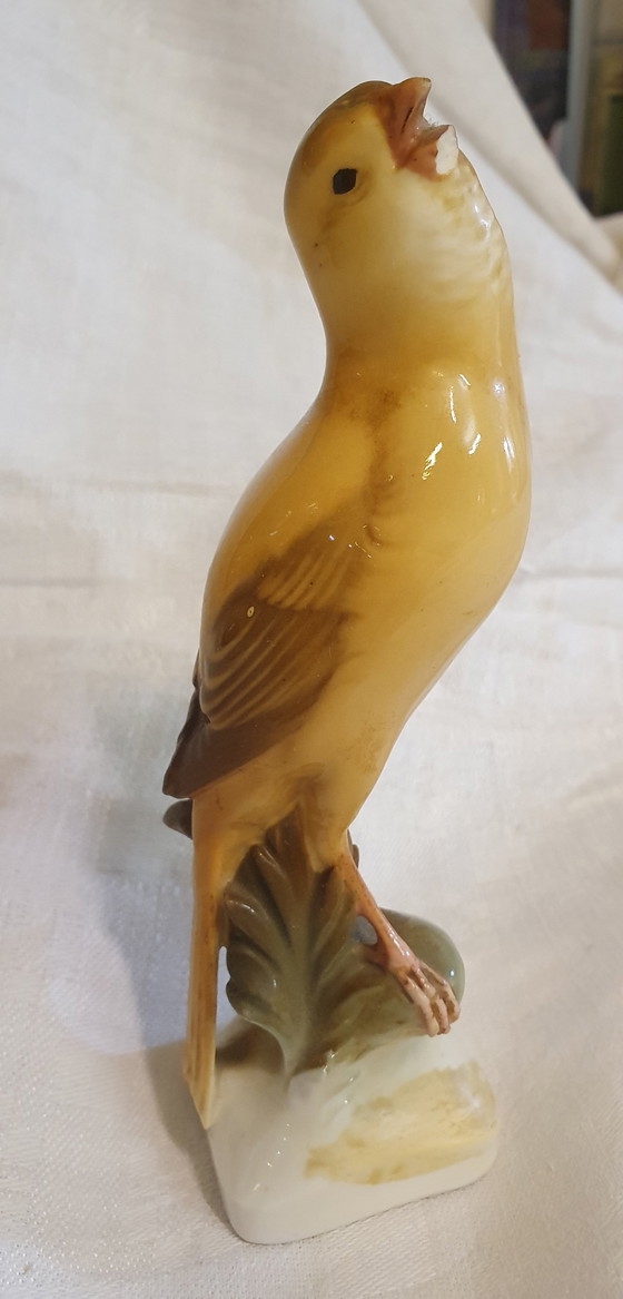 Image 1 of Canary of Nymphenburg