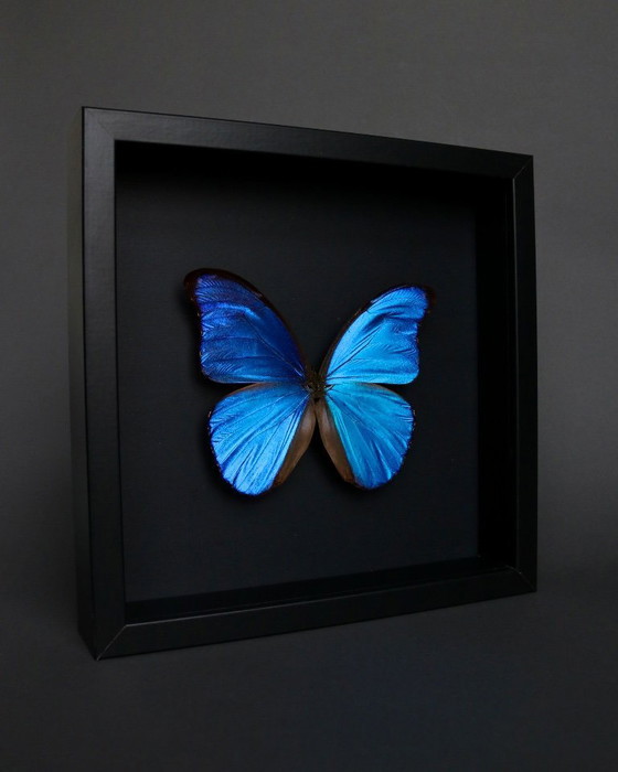 Cornice a farfalla blu Morpho Didius proveniente dal Perù – Oggetti decorativi, Plexiglass (photo 4 of 6)