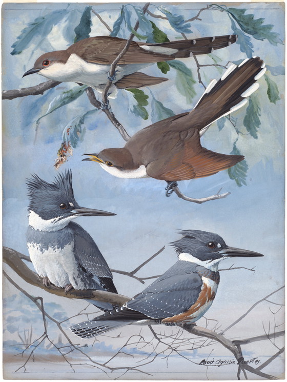 Image 1 of Louis Agassiz Fuertes ---Snow Birds