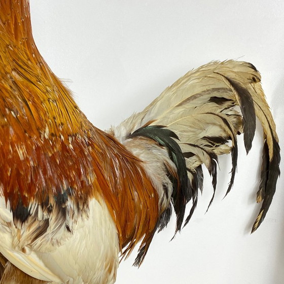 Gallo imbalsamato, tassidermia, imbalsamato, oggetto da collezione, curiosità – Oggetti decorativi, Other (photo 4 of 9)
