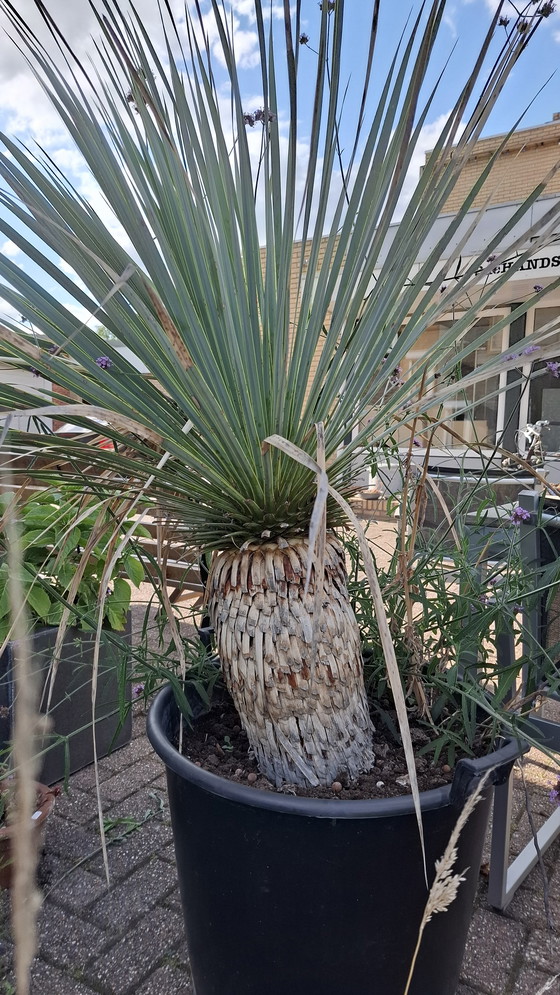 Image 1 of yuca in vaso