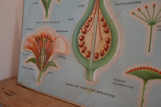 Image 1 of Unieke Vintage  - oude schoolplaat bloemen - oude Duitse schoolkaart - schoolplaat botanica - planten - biologie - plasticplaat