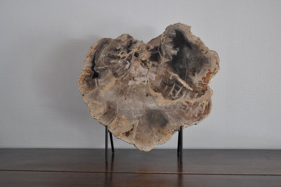 Image 1 of Sezione o pezzo di legno pietrificato sul suo supporto (rerf 3174)