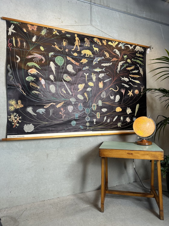 Image 1 of XL vintage linnen schoolkaart - ‘Relationships of the Animal Kingdom’