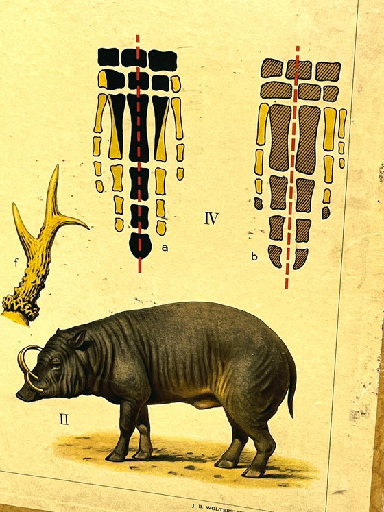 Lámina escolar J.B. Wolters Animales Salvajes y Anatomía, Decoración de pared, Papel, Multicolor (foto 8 de 17)
