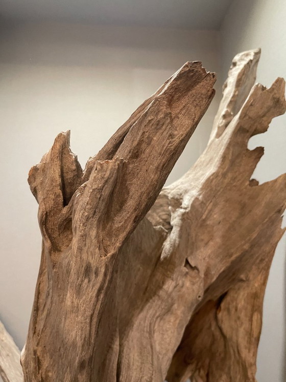 Image 1 of Fleur du désert de Ramon Monsanto