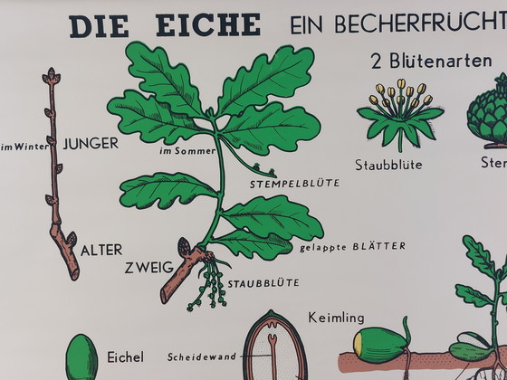 Image 1 of Vintage roll-up map, teaching aid, biology, wall map, oak trees