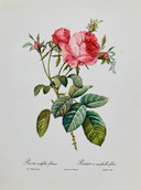 Rose rosa vintage - Litografie di libri - Set di 6