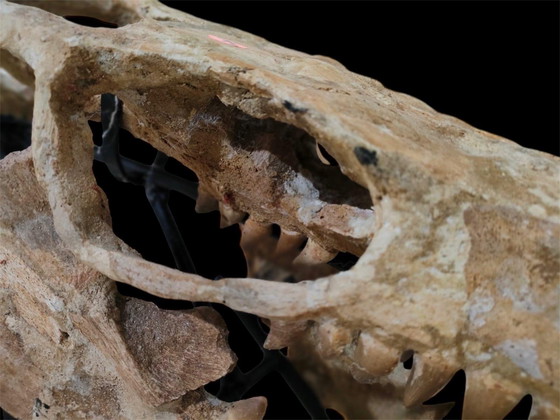 Image 1 of Large 2.80m Mosasaur Skeleton - Museum Quality 3D Mount - Prehistoric Fossil Art